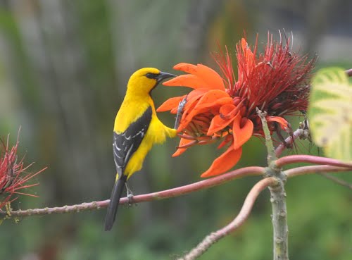 Ilustración de Jason Duval